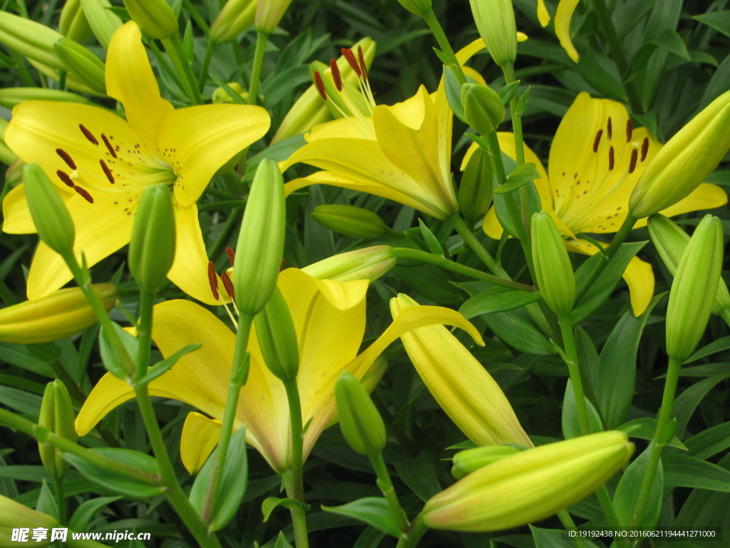 百合花