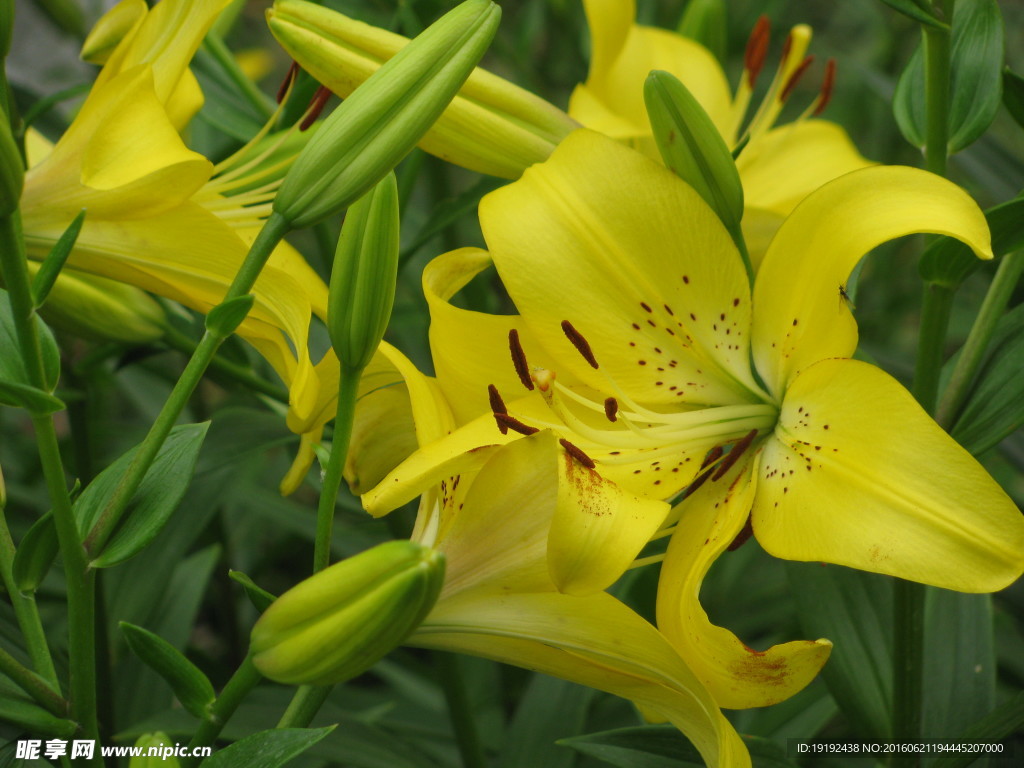 百合花