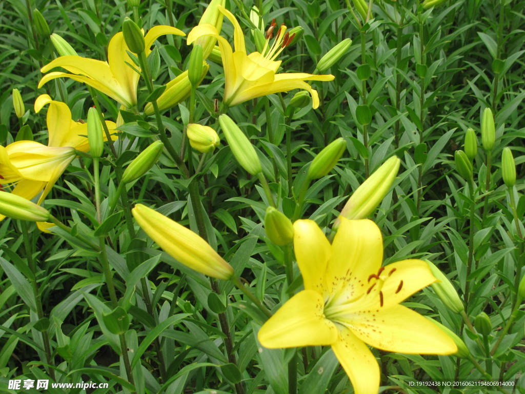 百合花