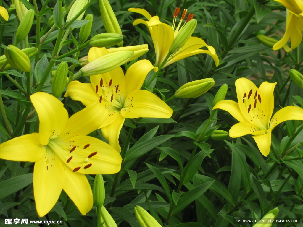 百合花
