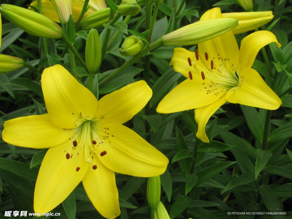 百合花