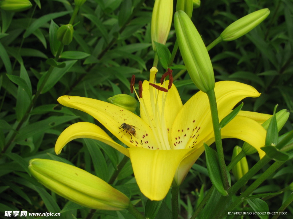 百合花