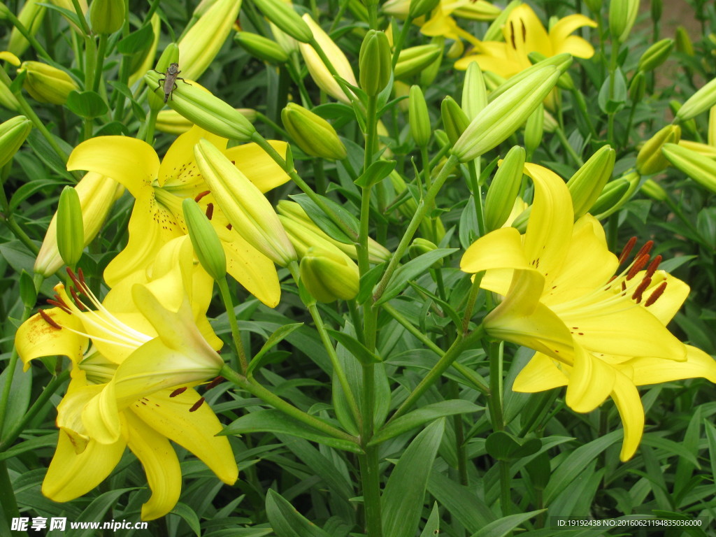 百合花