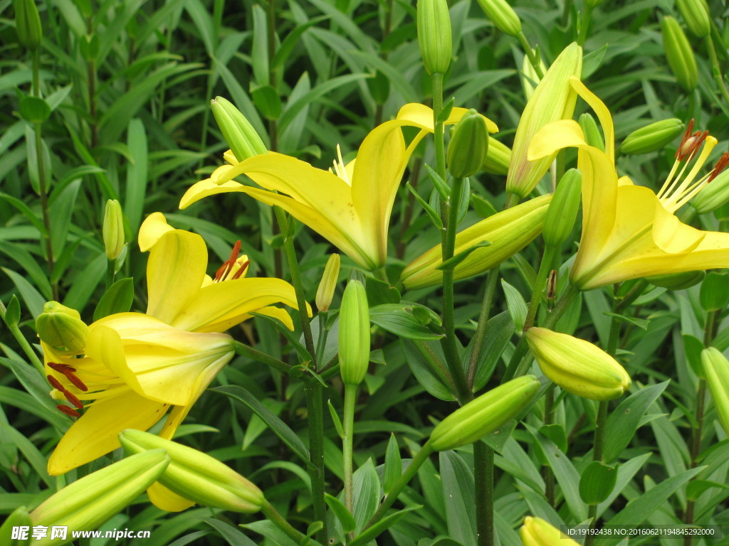 百合花