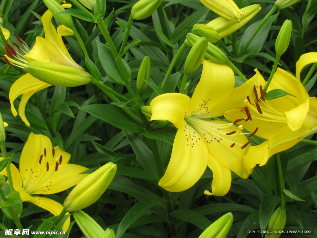 百合花
