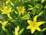 百合花