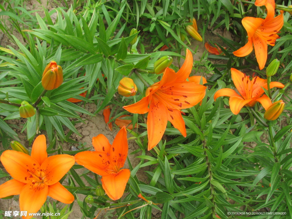 百合花