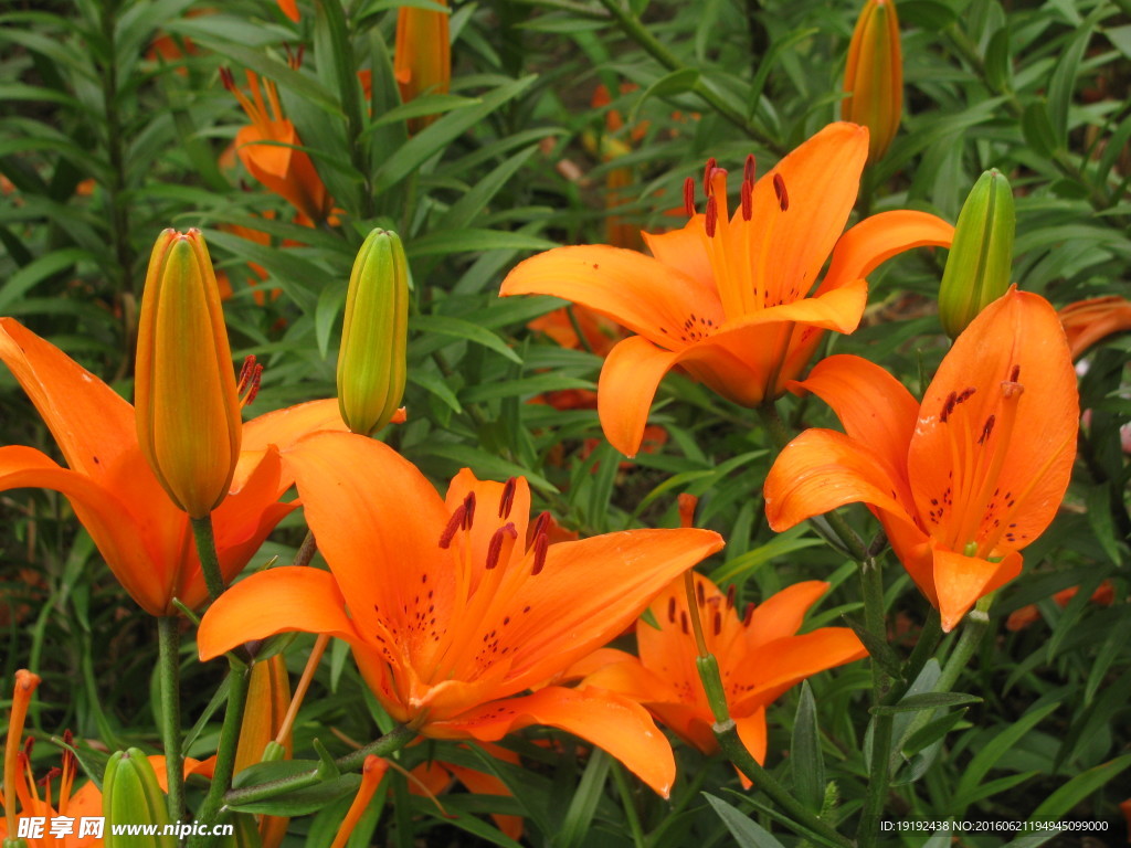 百合花