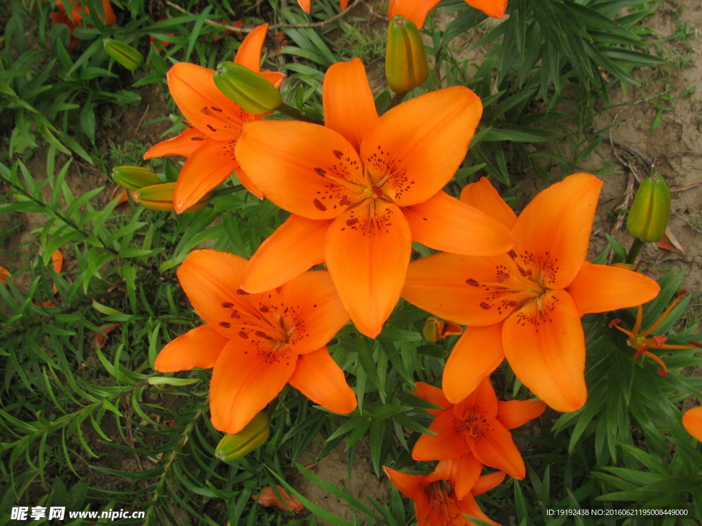 百合花