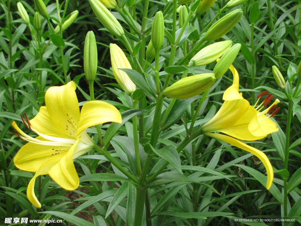 百合花