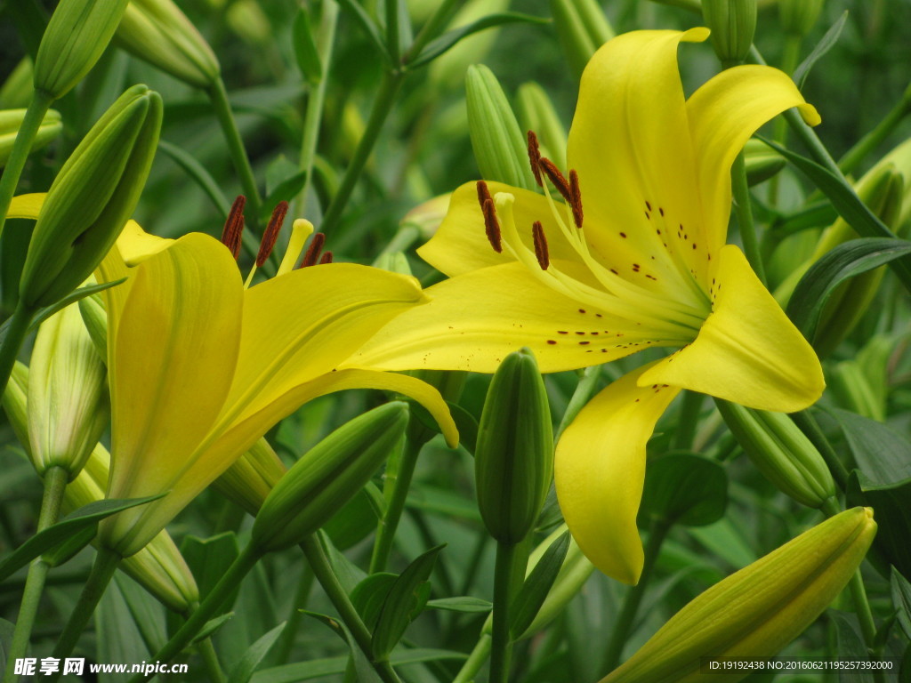 百合花