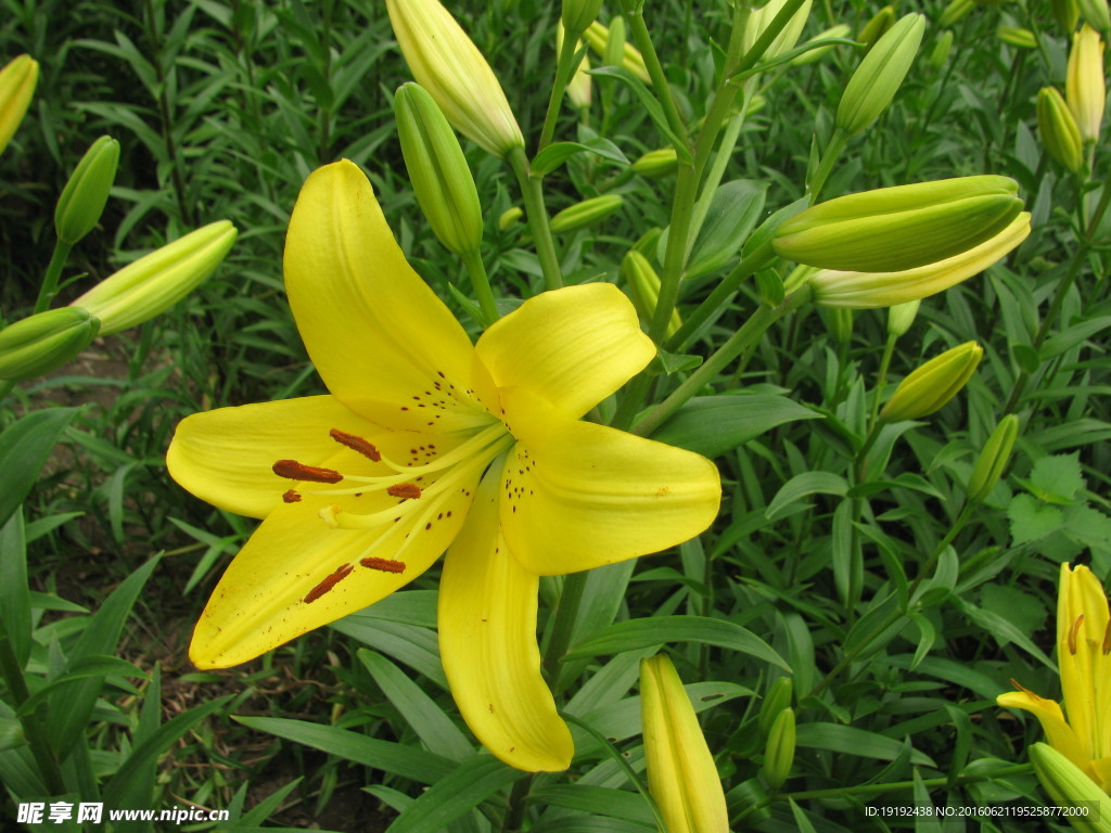 百合花