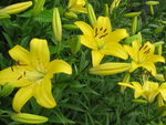 百合花
