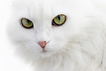 宠物猫 可爱的小猫