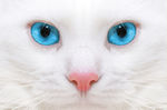 宠物猫 可爱的小猫