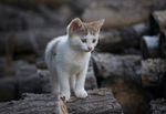 宠物猫 可爱的小猫