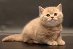 宠物猫 可爱的小猫