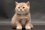 宠物猫 可爱的小猫