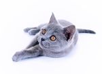 宠物猫 可爱的小猫