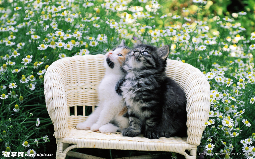 宠物猫 可爱的小猫