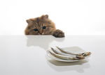 宠物猫 可爱的小猫