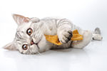 宠物猫 可爱的小猫