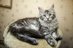 宠物猫 可爱的小猫