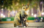 宠物猫 可爱的小猫