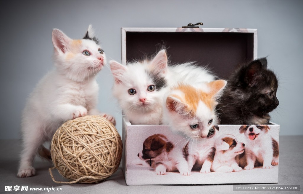 宠物猫 可爱的小猫