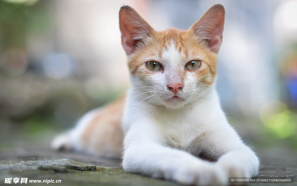 宠物猫 可爱的小猫