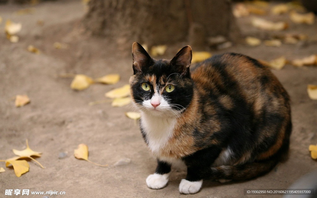 宠物猫 可爱的小猫