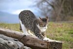 宠物猫 可爱的小猫