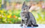 宠物猫 可爱的小猫