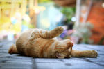 宠物猫 可爱的小猫