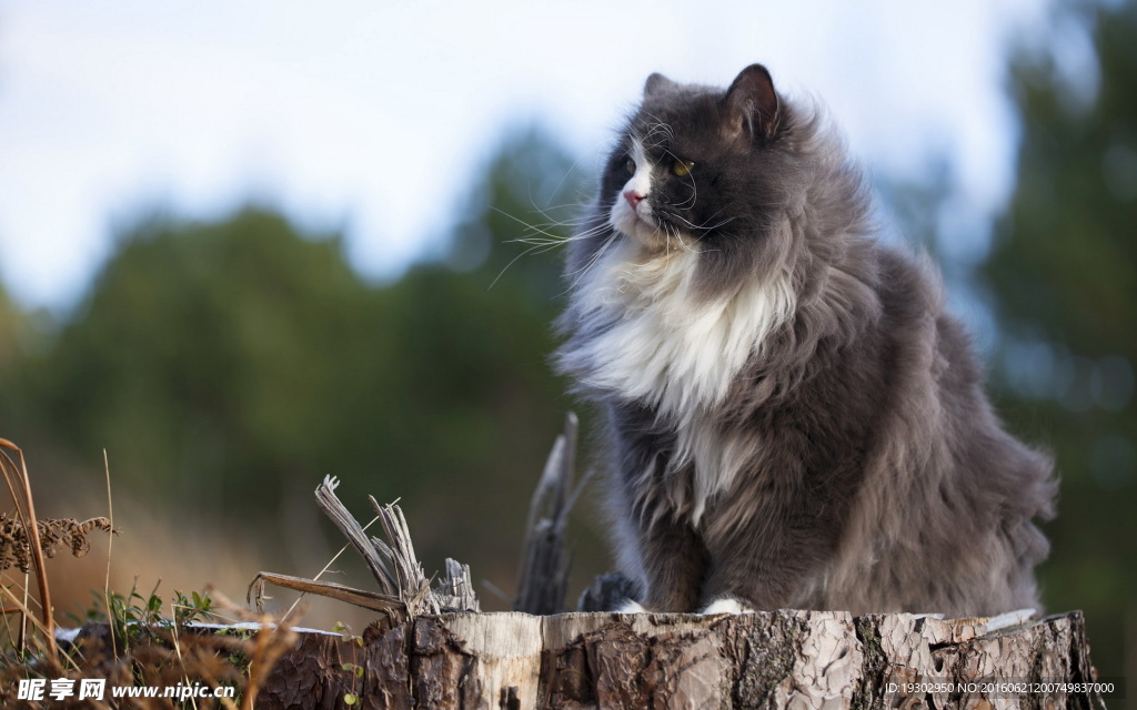 宠物猫 可爱的小猫
