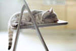 宠物猫 可爱的小猫