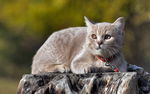 宠物猫 可爱的小猫
