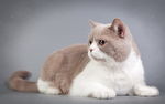 宠物猫 可爱的小猫