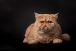 宠物猫 可爱的小猫