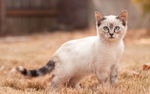 宠物猫 可爱的小猫