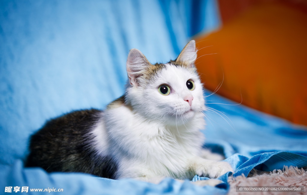 宠物猫 可爱的小猫