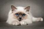 宠物猫 可爱的小猫