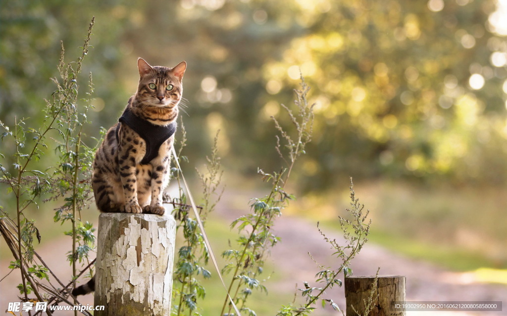 宠物猫 可爱的小猫