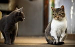 宠物猫 可爱的小猫