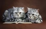 宠物猫 可爱的小猫