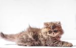 宠物猫 可爱的小猫