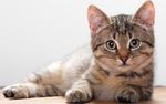 宠物猫 可爱的小猫