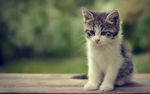 宠物猫 可爱的小猫