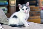 宠物猫 可爱的小猫