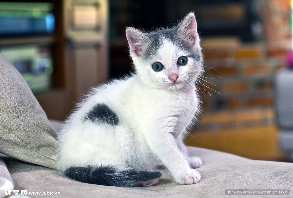 宠物猫 可爱的小猫